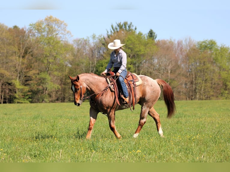 American Quarter Horse Castrone 12 Anni 155 cm Roano rosso in Clarion, PA