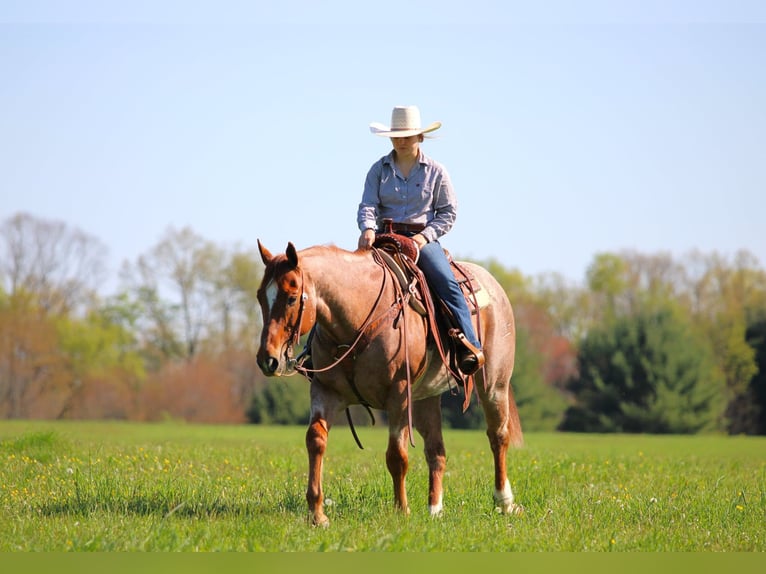 American Quarter Horse Castrone 12 Anni 155 cm Roano rosso in Clarion, PA