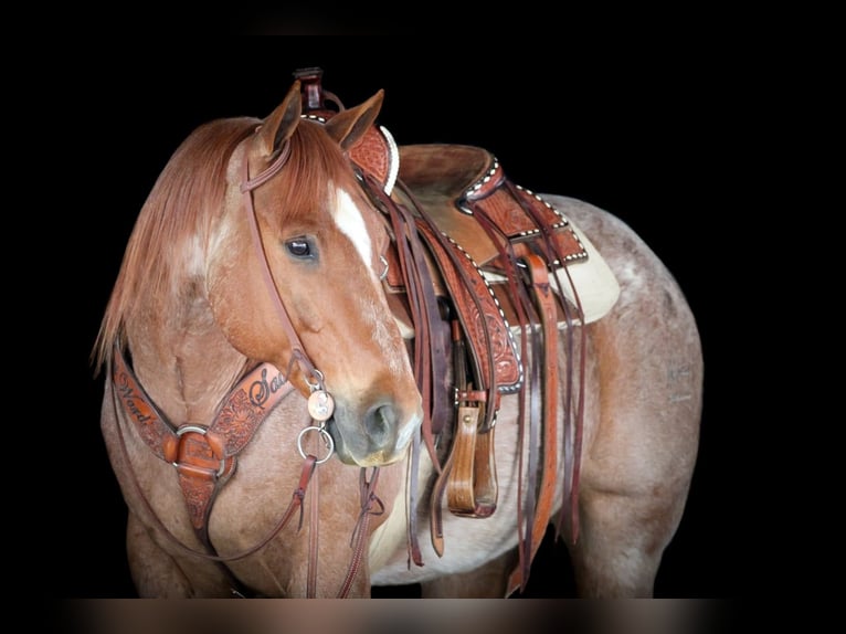 American Quarter Horse Castrone 12 Anni 155 cm Roano rosso in Clarion, PA
