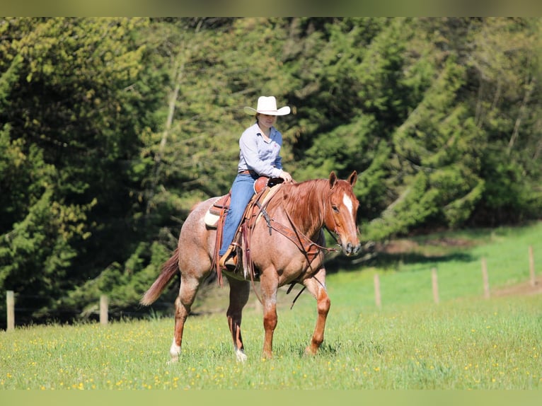 American Quarter Horse Castrone 12 Anni 155 cm Roano rosso in Clarion, PA