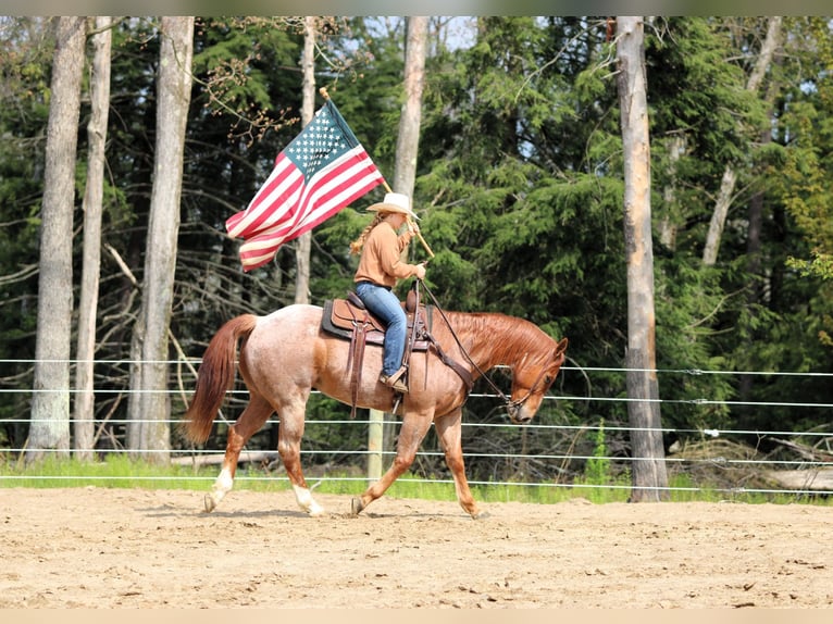 American Quarter Horse Castrone 12 Anni 155 cm Roano rosso in Clarion, PA