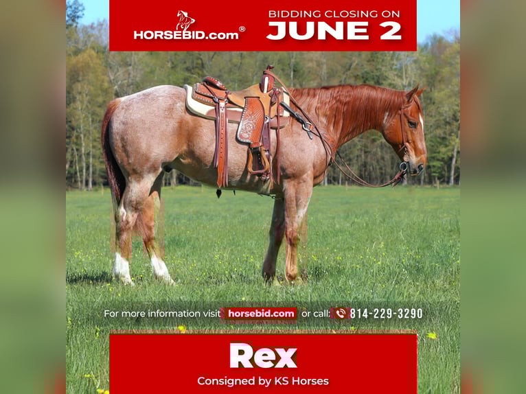 American Quarter Horse Castrone 12 Anni 155 cm Roano rosso in Clarion, PA