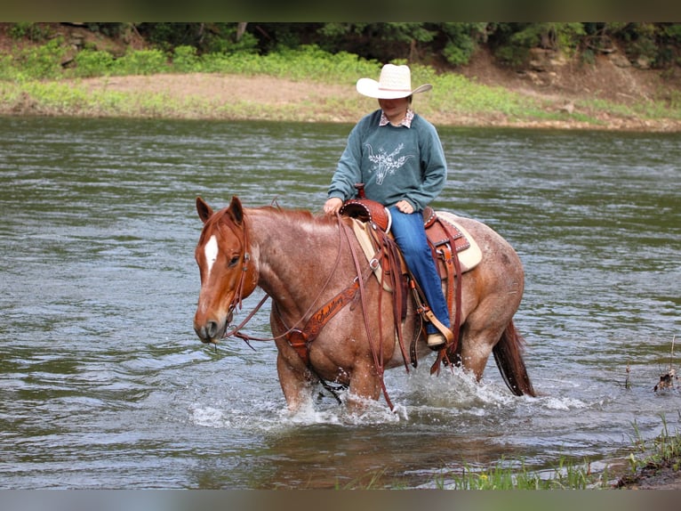 American Quarter Horse Castrone 12 Anni 155 cm Roano rosso in Clarion, PA