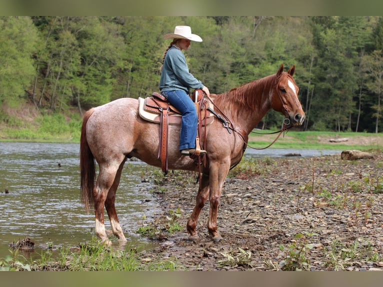 American Quarter Horse Castrone 12 Anni 155 cm Roano rosso in Clarion, PA