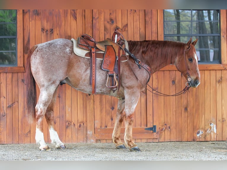 American Quarter Horse Castrone 12 Anni 155 cm Roano rosso in Clarion, PA
