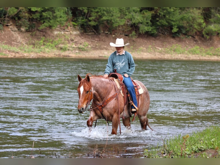 American Quarter Horse Castrone 12 Anni 155 cm Roano rosso in Clarion, PA