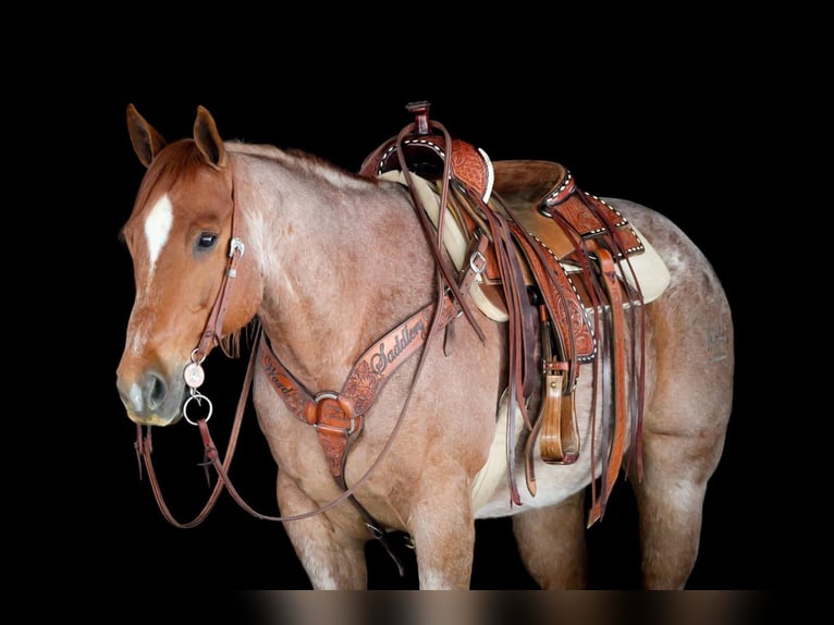 American Quarter Horse Castrone 12 Anni 155 cm Roano rosso in Clarion, PA