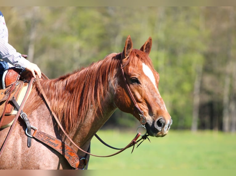 American Quarter Horse Castrone 12 Anni 155 cm Roano rosso in Clarion, PA