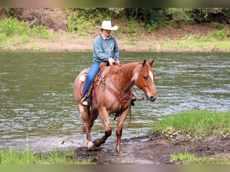 American Quarter Horse Castrone 12 Anni 155 cm Roano rosso in Clarion, PA