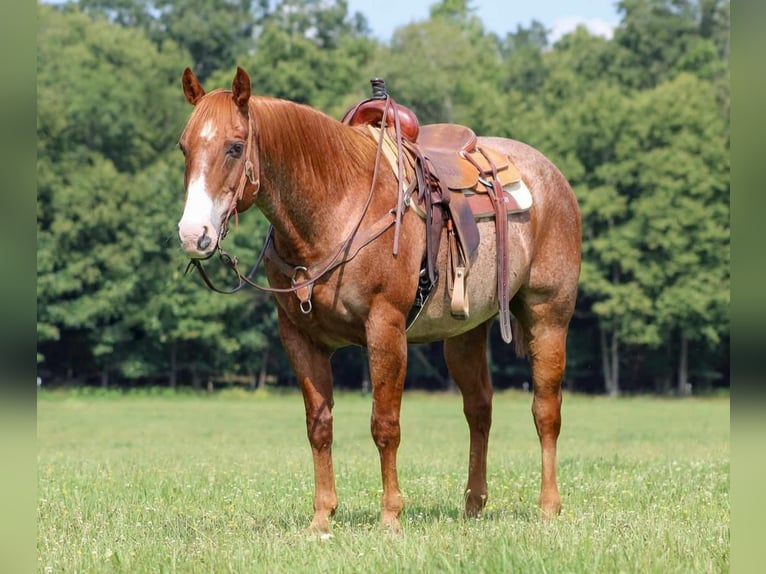American Quarter Horse Castrone 12 Anni 155 cm Roano rosso in Clarion, PA