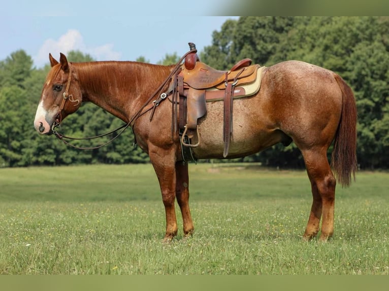 American Quarter Horse Castrone 12 Anni 155 cm Roano rosso in Clarion, PA