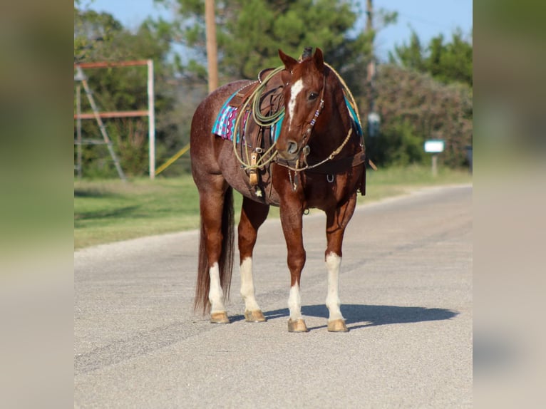 American Quarter Horse Castrone 12 Anni 155 cm Roano rosso in Stephenville TX