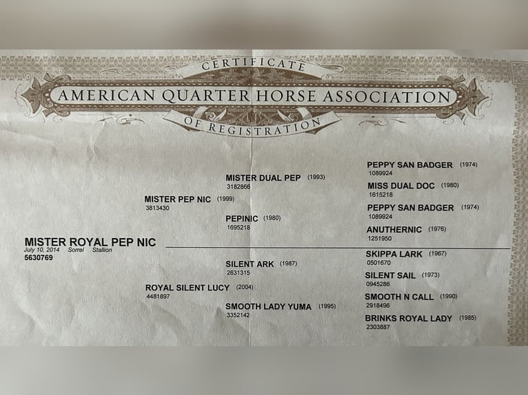 American Quarter Horse Castrone 12 Anni 155 cm Sauro in Röhrnbach