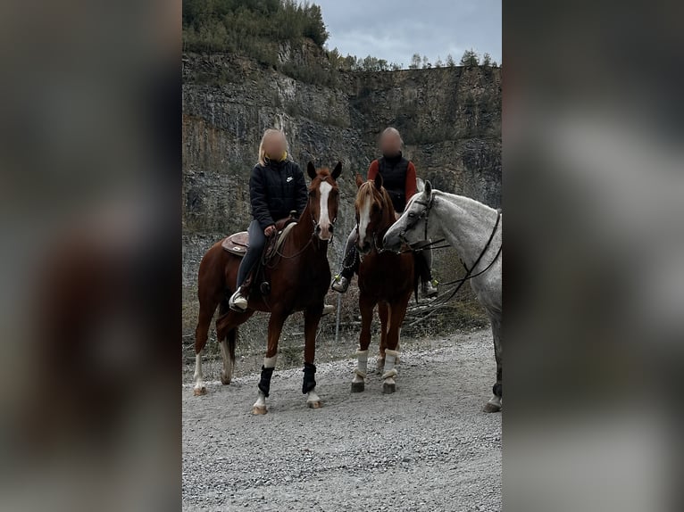 American Quarter Horse Castrone 12 Anni 155 cm Sauro in Röhrnbach