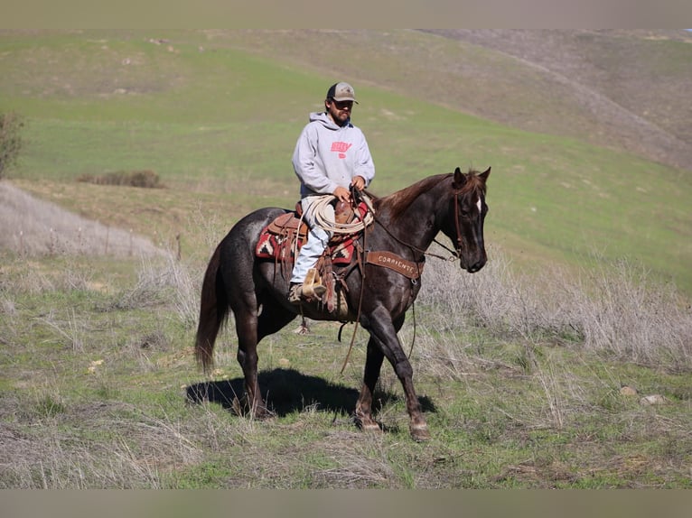 American Quarter Horse Castrone 12 Anni 155 cm Sauro scuro in Paicines CA