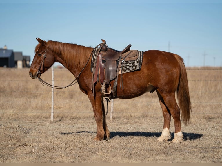 American Quarter Horse Castrone 12 Anni 155 cm Sauro scuro in Amarillo TX