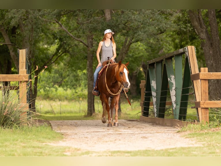 American Quarter Horse Castrone 12 Anni 155 cm Sauro scuro in WEATHERFORD, TX