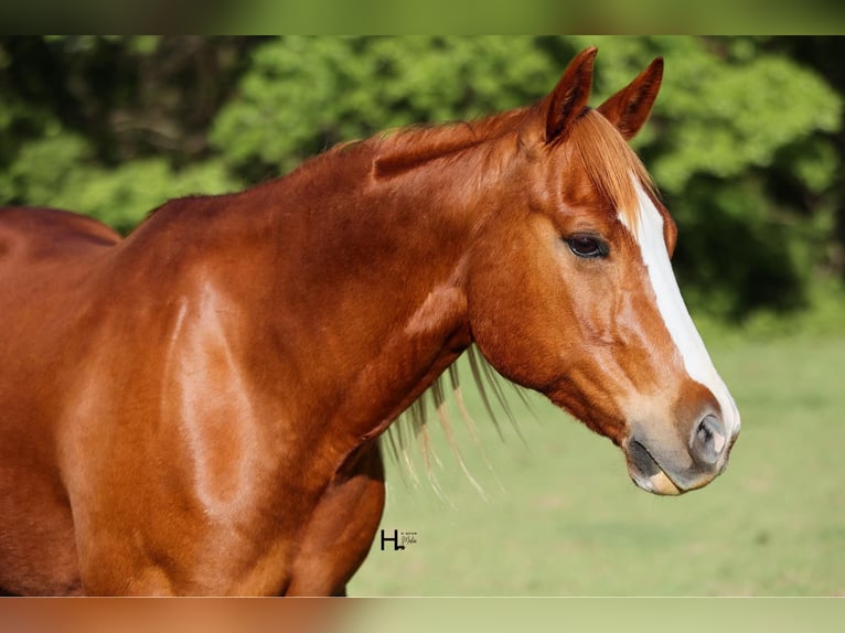 American Quarter Horse Castrone 12 Anni 155 cm Sauro scuro in WEATHERFORD, TX