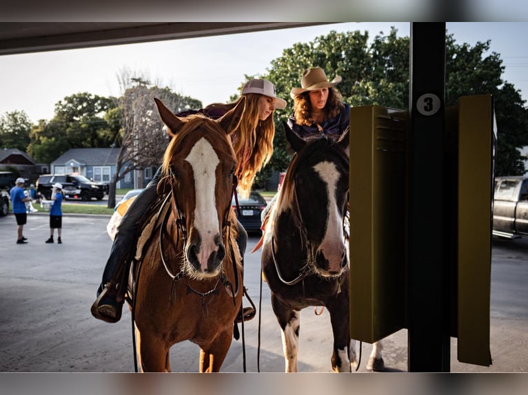 American Quarter Horse Castrone 12 Anni 155 cm Sauro scuro in WEATHERFORD, TX