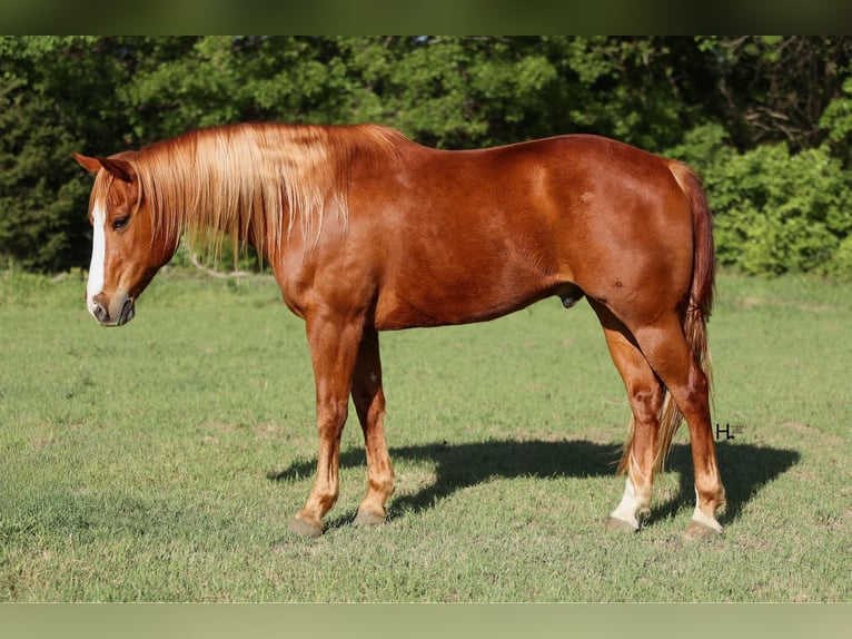 American Quarter Horse Castrone 12 Anni 155 cm Sauro scuro in WEATHERFORD, TX