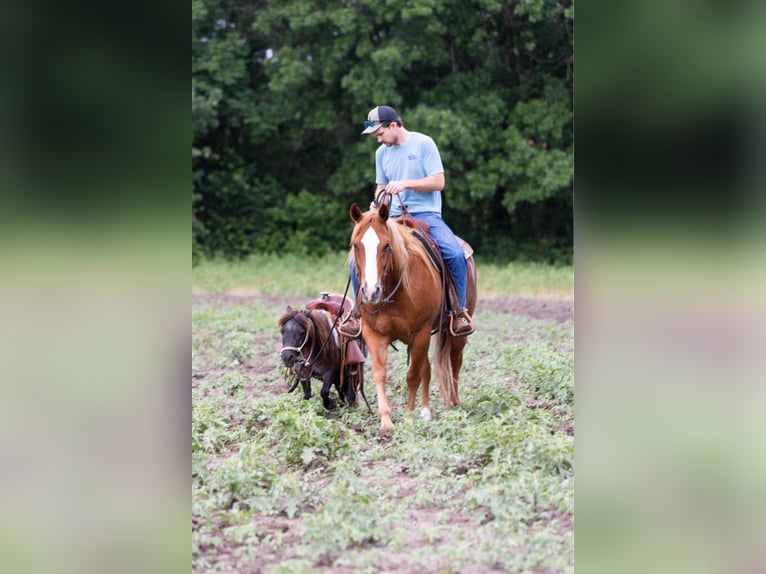 American Quarter Horse Castrone 12 Anni 155 cm Sauro scuro in WEATHERFORD, TX