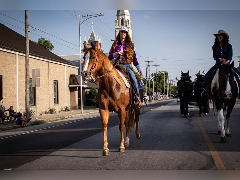 American Quarter Horse Castrone 12 Anni 155 cm Sauro scuro in WEATHERFORD, TX