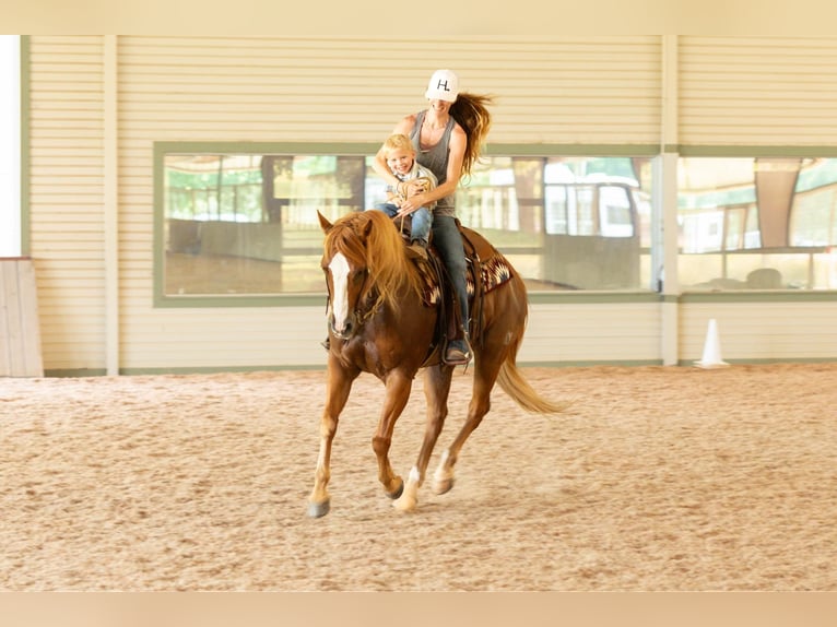 American Quarter Horse Castrone 12 Anni 155 cm Sauro scuro in WEATHERFORD, TX