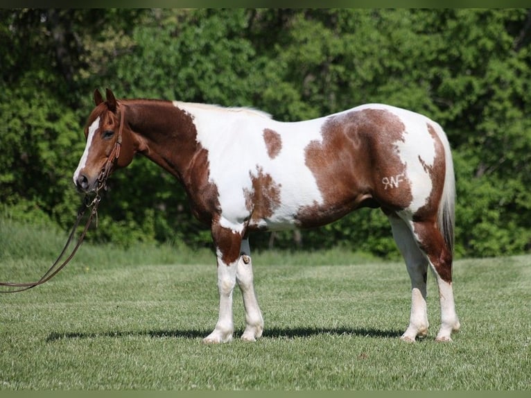 American Quarter Horse Castrone 12 Anni 155 cm Tobiano-tutti i colori in Level Green KY