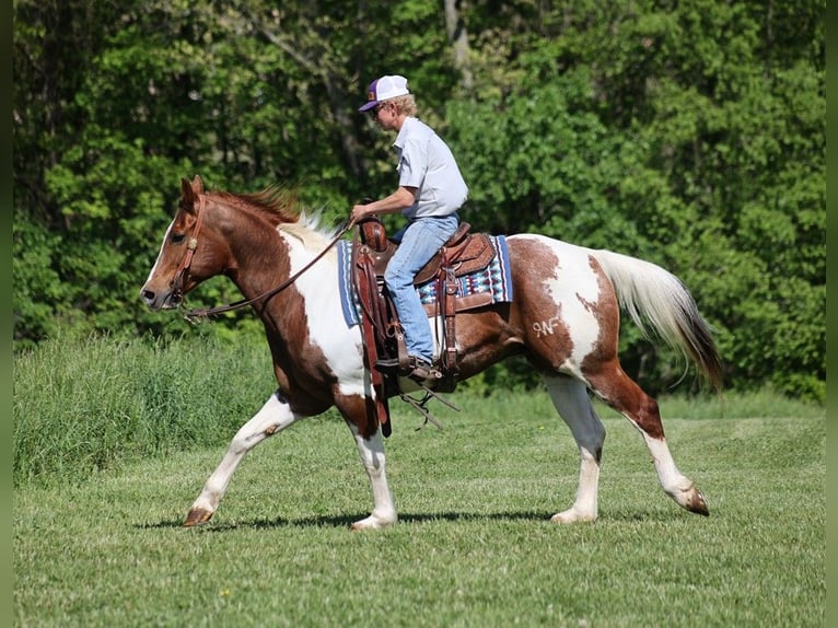 American Quarter Horse Castrone 12 Anni 155 cm Tobiano-tutti i colori in Level Green KY