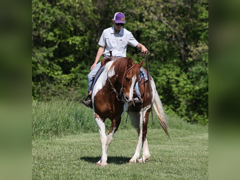 American Quarter Horse Castrone 12 Anni 155 cm Tobiano-tutti i colori in Level Green KY