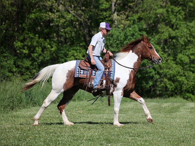 American Quarter Horse Castrone 12 Anni 155 cm Tobiano-tutti i colori in Level Green KY