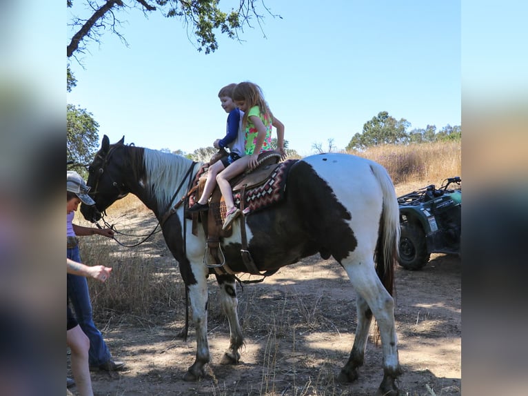 American Quarter Horse Castrone 12 Anni 155 cm Tobiano-tutti i colori in pleasant grove CA