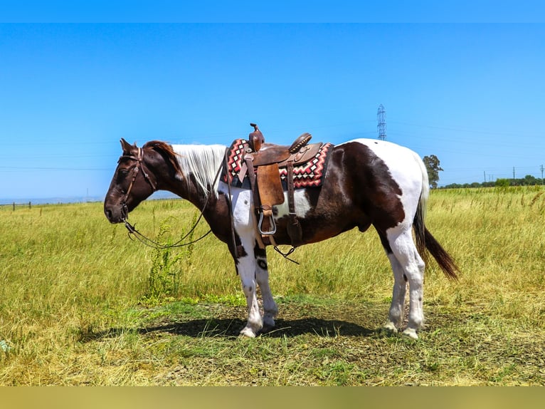 American Quarter Horse Castrone 12 Anni 155 cm Tobiano-tutti i colori in pleasant grove CA