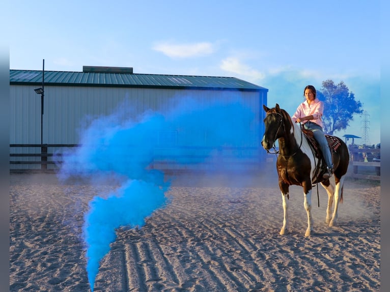 American Quarter Horse Castrone 12 Anni 155 cm Tobiano-tutti i colori in pleasant grove CA