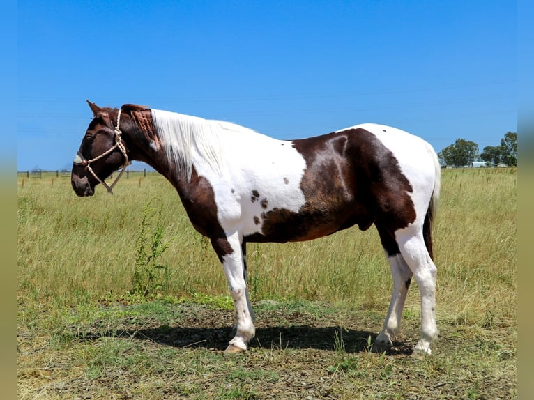 American Quarter Horse Castrone 12 Anni 155 cm Tobiano-tutti i colori in pleasant grove CA