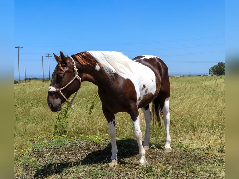 American Quarter Horse Castrone 12 Anni 155 cm Tobiano-tutti i colori in pleasant grove CA