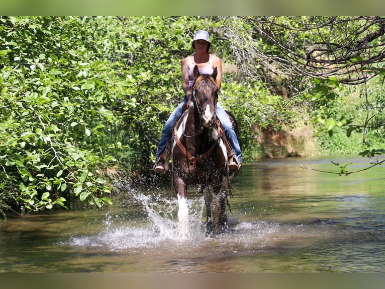 American Quarter Horse Castrone 12 Anni 155 cm Tobiano-tutti i colori in pleasant grove CA