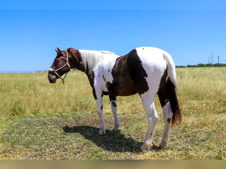 American Quarter Horse Castrone 12 Anni 155 cm Tobiano-tutti i colori in pleasant grove CA