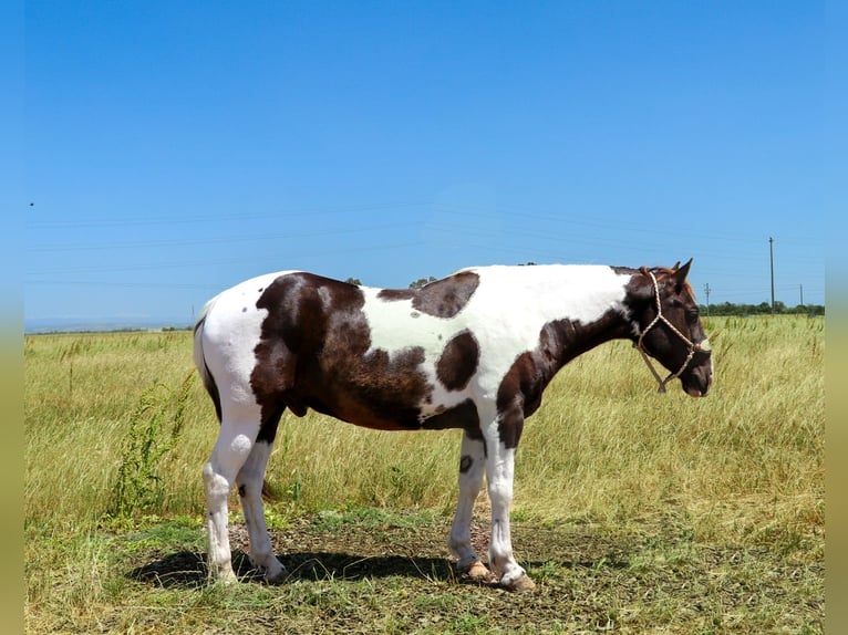 American Quarter Horse Castrone 12 Anni 155 cm Tobiano-tutti i colori in pleasant grove CA