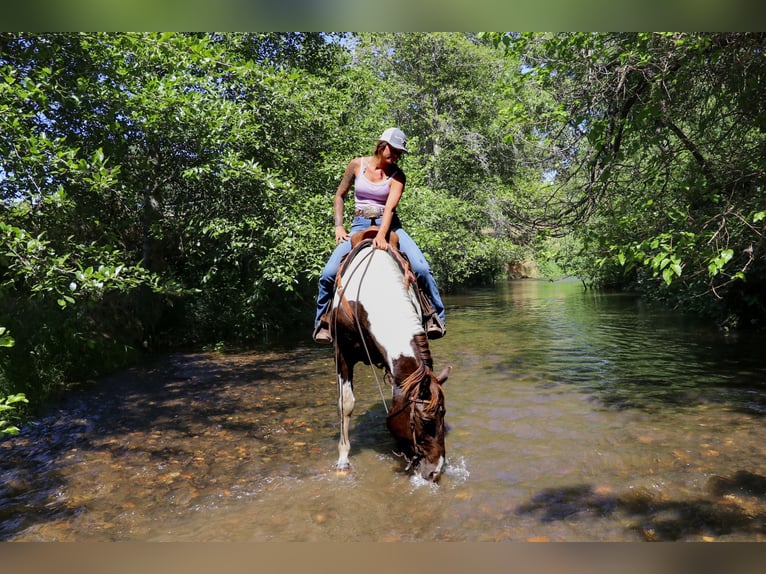 American Quarter Horse Castrone 12 Anni 155 cm Tobiano-tutti i colori in pleasant grove CA