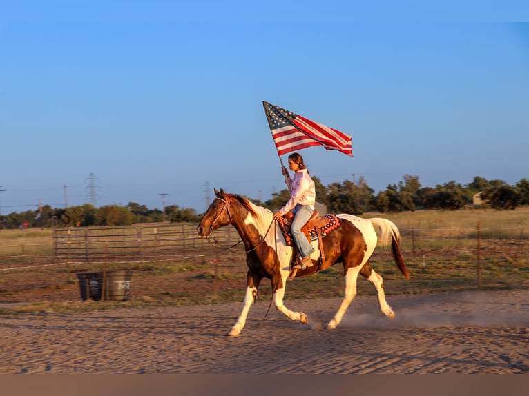 American Quarter Horse Castrone 12 Anni 155 cm Tobiano-tutti i colori in pleasant grove CA