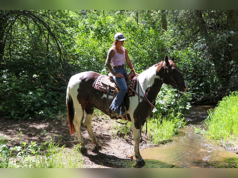 American Quarter Horse Castrone 12 Anni 155 cm Tobiano-tutti i colori in pleasant grove CA