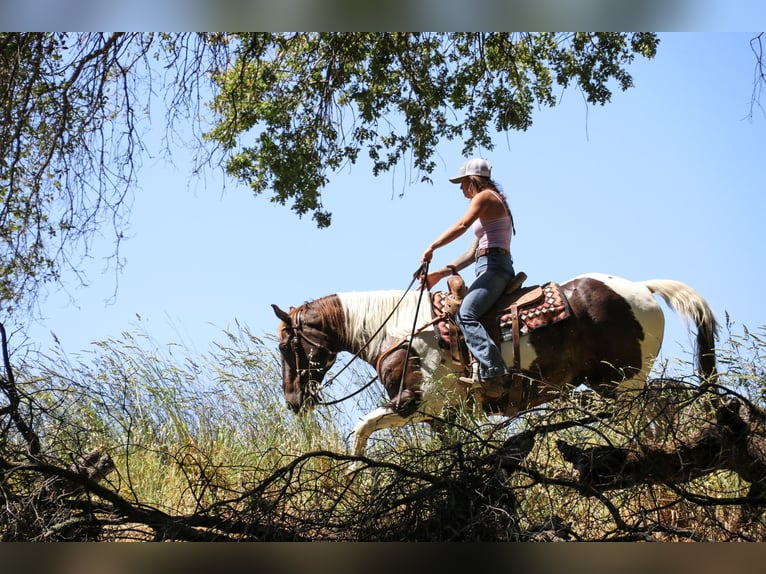 American Quarter Horse Castrone 12 Anni 155 cm Tobiano-tutti i colori in pleasant grove CA