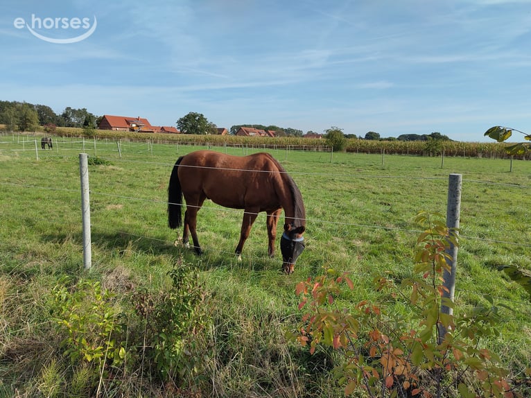 American Quarter Horse Castrone 12 Anni 156 cm Baio in Petershagen