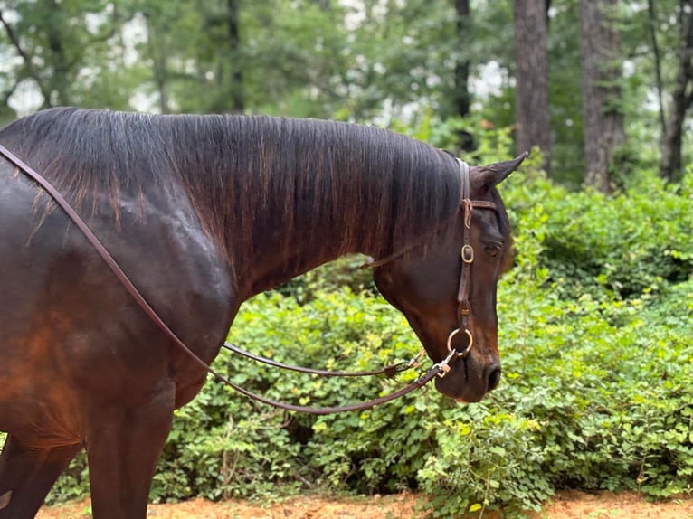 American Quarter Horse Castrone 12 Anni 157 cm Baio ciliegia in Dawson GA