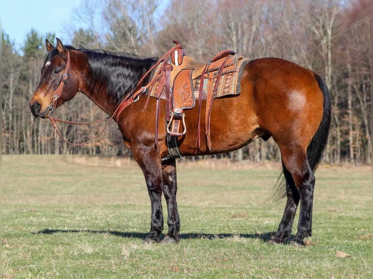 American Quarter Horse Castrone 12 Anni 157 cm Baio ciliegia in Clarion