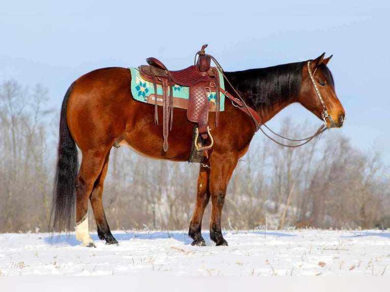 American Quarter Horse Castrone 12 Anni 157 cm Baio ciliegia in Clarion