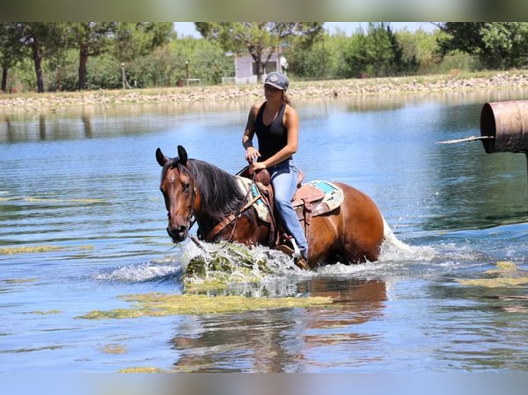 American Quarter Horse Castrone 12 Anni 157 cm Baio ciliegia in PLEASANT GROVE, CA