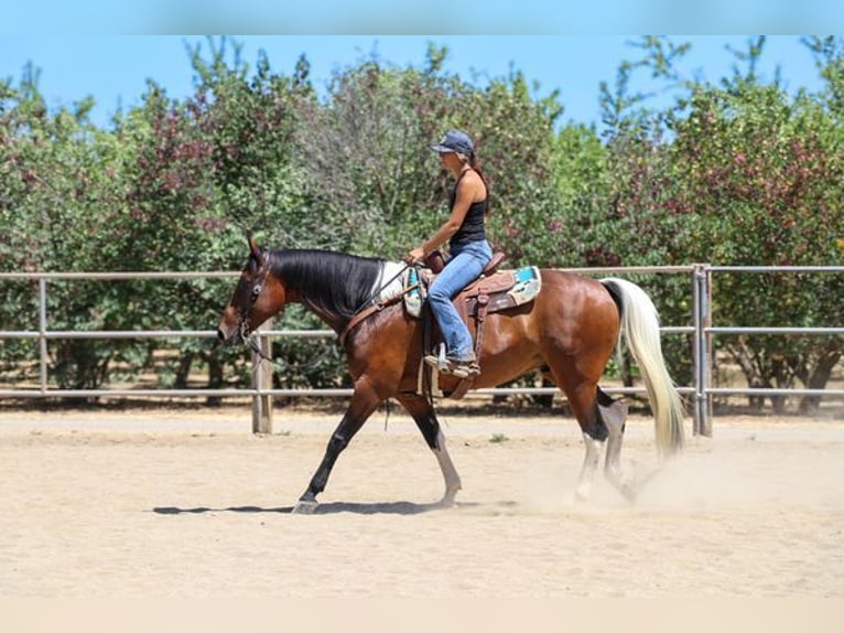 American Quarter Horse Castrone 12 Anni 157 cm Baio ciliegia in PLEASANT GROVE, CA