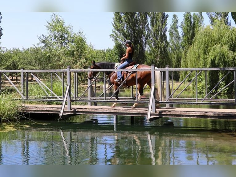 American Quarter Horse Castrone 12 Anni 157 cm Baio ciliegia in PLEASANT GROVE, CA